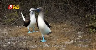 A blue footed booby picks up a twig for its mate.
