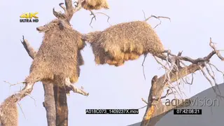 Sociable weaver on branch outside nests scouting around SLOWMO
