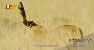 African female Lioness back view, standing and feeding on a hunted carcass.