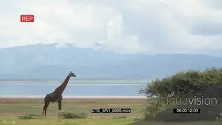Masai Giraffe standing staring off frame and chewing
