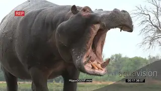 Bull hippo opening its mouth aggressively MS