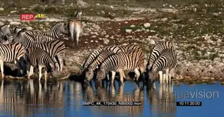 Zebra Dazzle drinking water