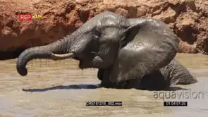 African Elephant Bathing GENERAL BEHAVIOUR