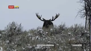 Adult Moose bull standing on prairie grazing and looking towards the camera, during…