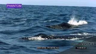 Two Humpback whale porpoising traveling and blowing.