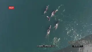 AERIAL of divers swimming with Southern right whales GOOD LIGHT