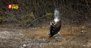 A blue footed booby walking and shows off its courting dance.