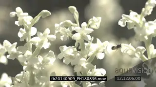 Black wasp flying between fynbos plants SLOW MCU