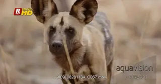 Adult African Wild Dog standing, looking around and towards camera while sniffing.
