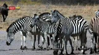 Zebra herd Standing licking their lips with their pink tongues, blue wildebeest in the…