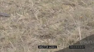 Mozambique Spitting Cobra crawling quickly through grass MLS PAN