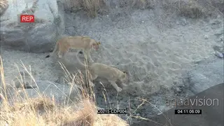 African Lion Cub Digging playing and chasing one another