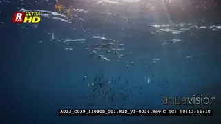 Feeding Striped Mackerels, Rastrelliger Kanagurta.