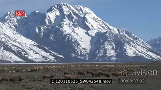 Herds of Bisons and Elks walking and grazing on prairie with snowy mountains in.