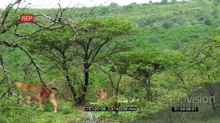 African Lioness and sub adult male resting in bushveld and an injured one walking away XLS