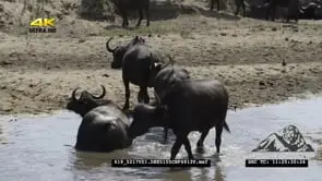 Cape Buffalo in river water MS