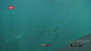 A pair of Great white sharks gently swimming towards camera underwater in ocean then.