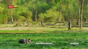 Hippo pod in hyacinth ws