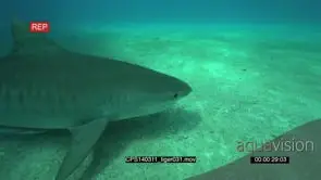 Tiger Shark swimming along ocean floor UW