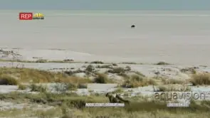 Extreme wide shot of a lone wildebeest walking across a salt pan while a pair of lioness.