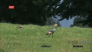 CROWNED CRANE WALKING AROUND THE GRASSLAND GOOD LIGHT