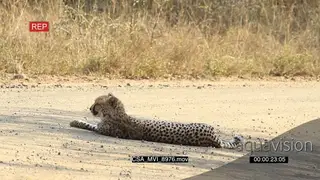 Cheetah laying on dirt road looking around searching calling