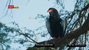 Medium shot of bateleur perched in tree