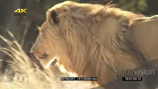 African Male lion feet body running across hunting SLOWMO