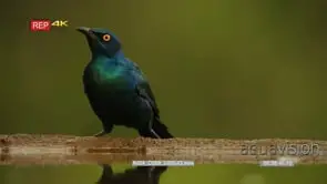Medium shot of gloosy starling drinking