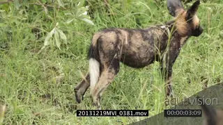 Wild dog pack hunting scouting around alert GREEN MS PAN