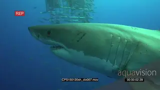Great White Shark swimming underwater in ocean passing by camera MS HAND