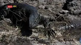 A Monitor Lizard crawling and searching for food on the riverbank with its blue forked.