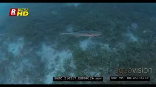 A Close Up Tracking shot of Remora searching for a host.