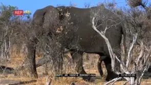 Male African elephant dust itself with sand while walking in the bush with its penis.