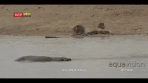 Hippo resting inside river and African Lions laying down on riverbank LWS