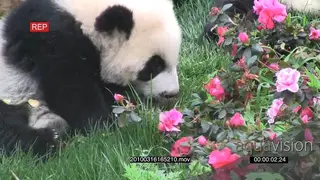 Giant Panda bear cub feeding on fruit GENERAL BEHAVIOR