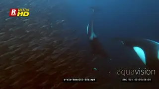 Close-up Orca Killer Whale hunting herring in noway CU UW