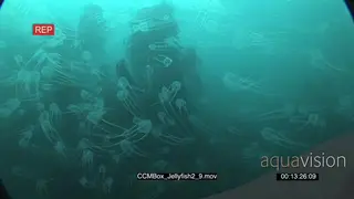 School of Box Jellyfish swimming and floating underwater in ocean LWS TRA MLS