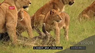 Lioness suffocate Wildebeest, young cubs around carcass AmCam