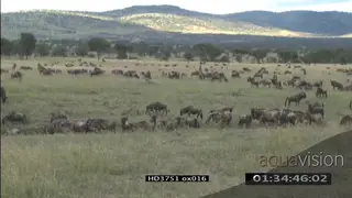 Sequence of Blue Wildebeest herd standing grazing and migrating in the Serengeti XWS PAN