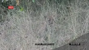 Leopard Cub sitting hunting in long thick grass