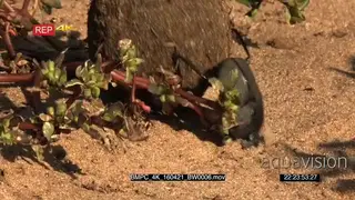 Dung beetle rolling dung GENERAL BEHAVIOUR