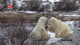 Pair of polar bears social behaviour getting aggressive