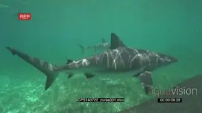 Nurse Sharks swimming underwater passing by camera MLS PAN