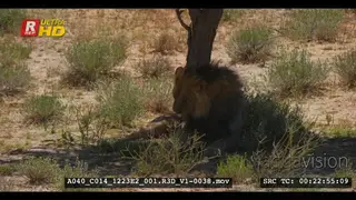 Male lion with black mane grooming in the shade of a tree in Kalahari
