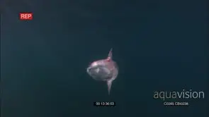 Ocean sunfish or common mola (Mola mola)