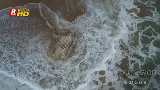 Aerial shot of Whale carcass remains pushed by waves.