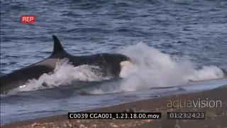 Killer whale Orca hunt sea lion pups on beach WS