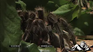 Goliath Bird-eating Spider feeding on a Pygmy Sand Mouse MLS