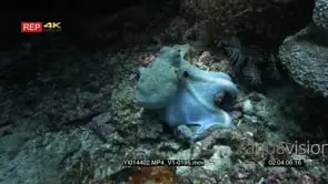 A dramatic close up of a day octopus with its webbed tentacles open changing colour and.